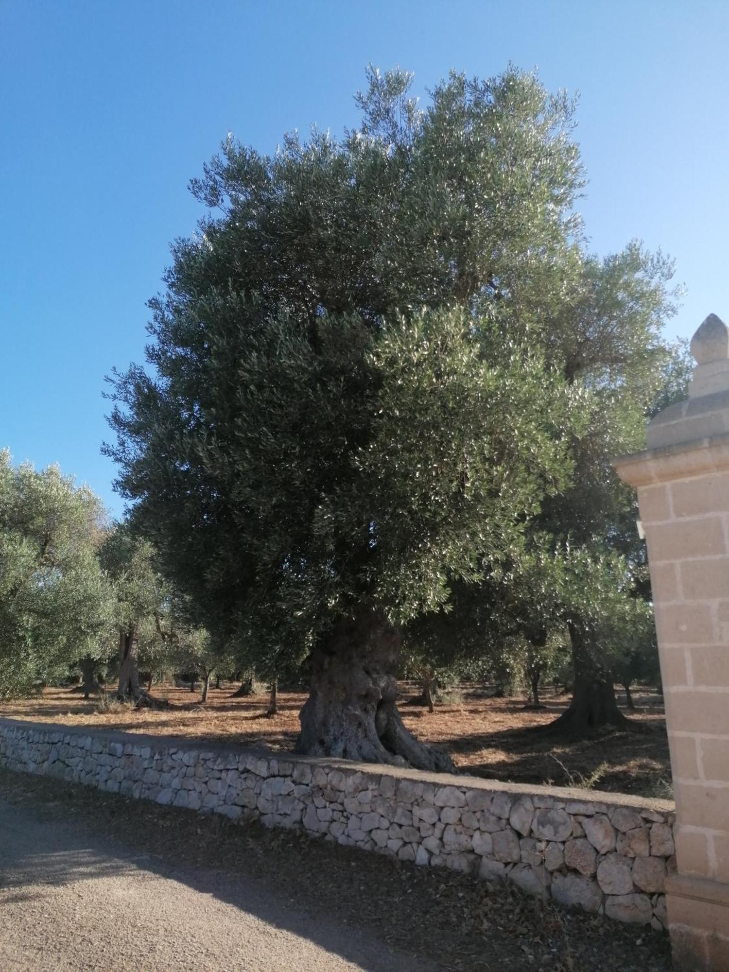 Masseria Le Betulle San Vito dei Normanni Εξωτερικό φωτογραφία